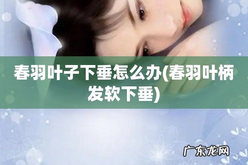 春羽叶柄发软下垂 春羽叶子下垂怎么办