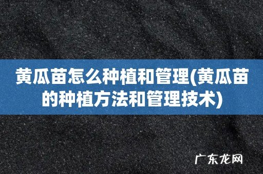 黄瓜苗的种植方法和管理技术 黄瓜苗怎么种植和管理
