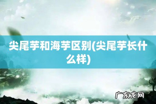 尖尾芋长什么样 尖尾芋和海芋区别