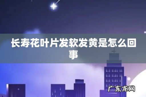 长寿花叶片发软发黄是怎么回事