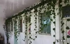 绿萝爬满房间风水 风水大厅绿萝爬满房顶好吗