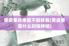 黄皮果苗什么时候种植 黄皮果秋季能不能移栽