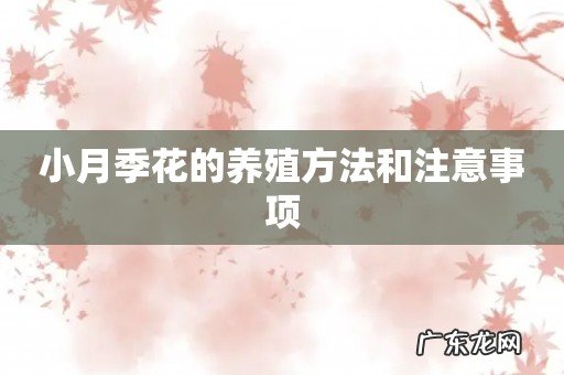 小月季花的养殖方法和注意事项