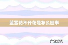 蓝雪花不开花是怎么回事