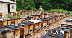 中蜂养殖分箱技术要点？
