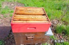 现在蜜蜂养殖的技术都有哪些？