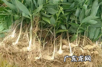 黄精种植的最佳时间是什么事时候？