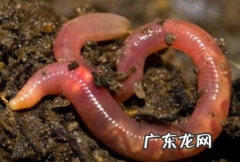 蚯蚓高效饲养技术有哪些