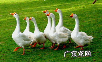 鹅肉和鸭肉你那个营养价值更高?