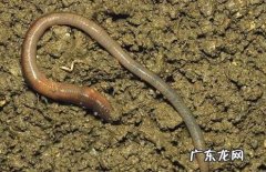 蚯蚓究竟吃什么食物长大？