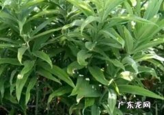 黄精种植的气候和土壤环境的要求有哪些？