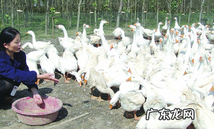 养鹅主要销路途径有哪些?