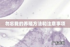 勿忘我的养殖方法和注意事项