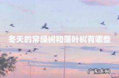 冬天的常绿树和落叶树有哪些