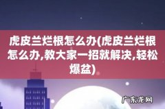 虎皮兰烂根怎么办,教大家一招就解决,轻松爆盆 虎皮兰烂根怎么办