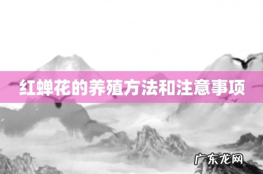 红蝉花的养殖方法和注意事项