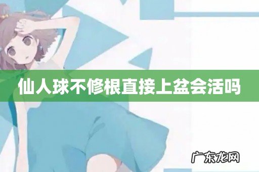 仙人球不修根直接上盆会活吗