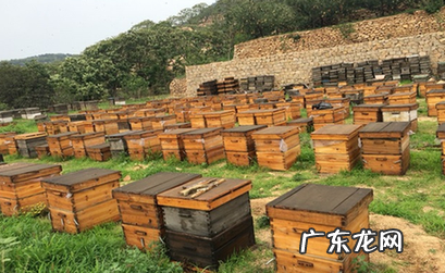 被蜜蜂蛰了几天才能消肿止痒?消肿有什么办法?