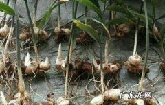 种植黄精一亩地大概可以产多少斤？