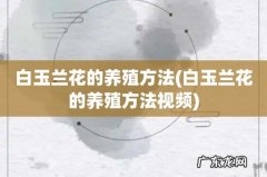 白玉兰花的养殖方法视频 白玉兰花的养殖方法