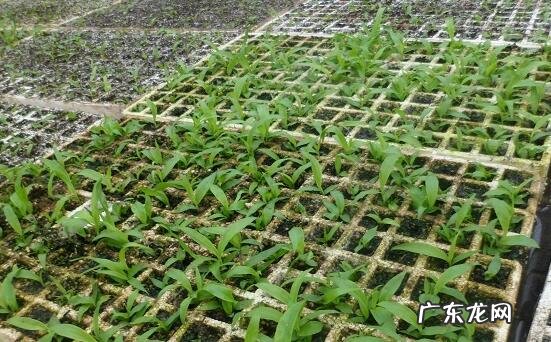 现在白芨种苗多少钱一株?