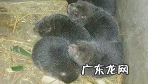 蚯蚓怎么养不会死?蚯蚓养殖方法