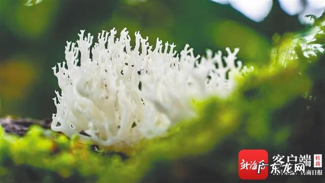 海南苦丁茶的功效与作用价格 海南苦丁茶树