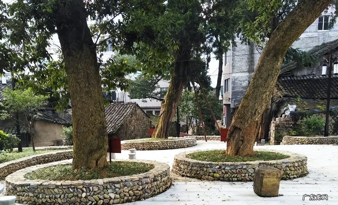 树锯了树根留着风水 家里的树砍了 风水