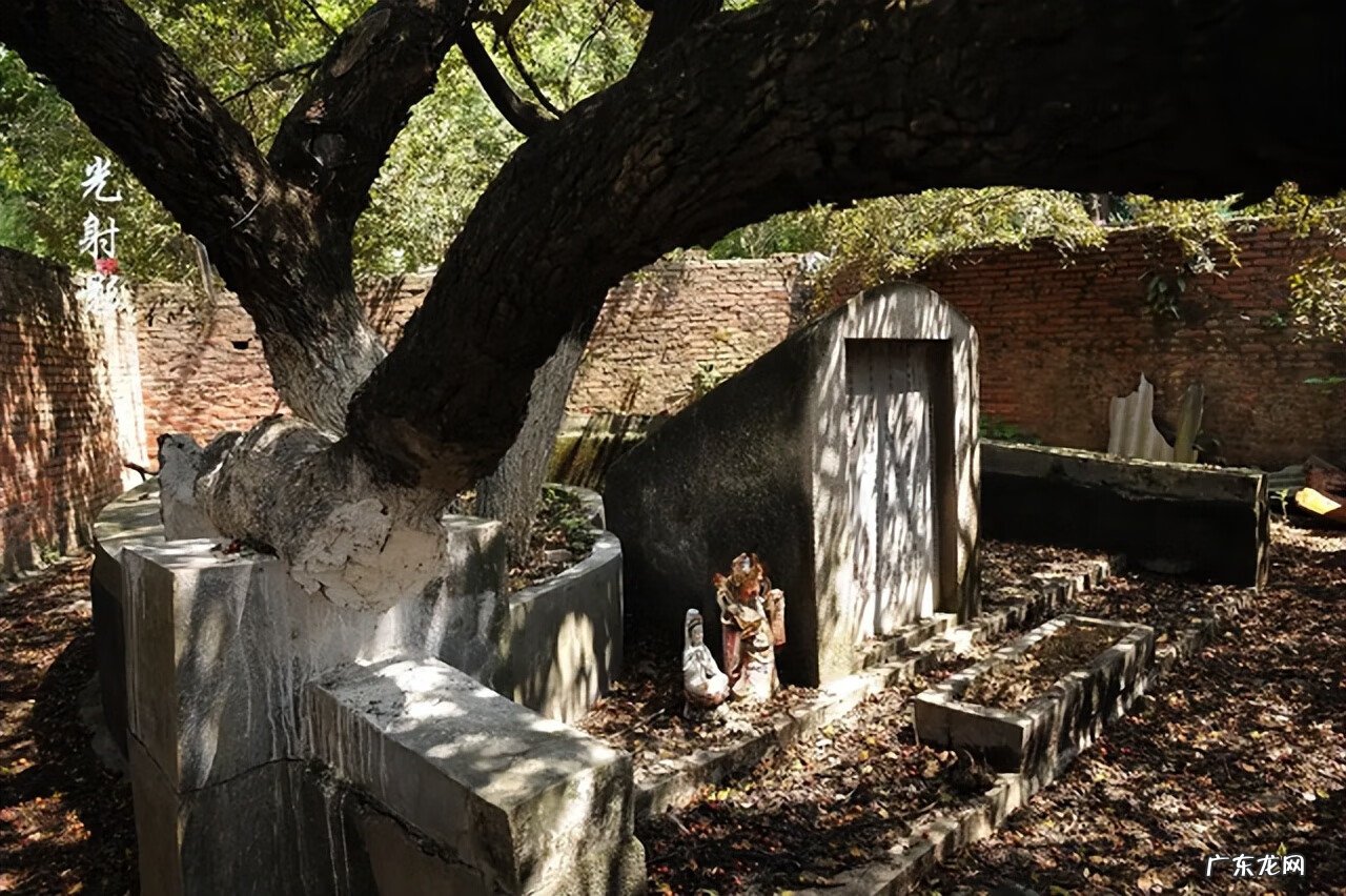 树锯了树根留着风水 家里的树砍了 风水
