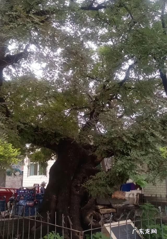 树锯了树根留着风水 家里的树砍了 风水