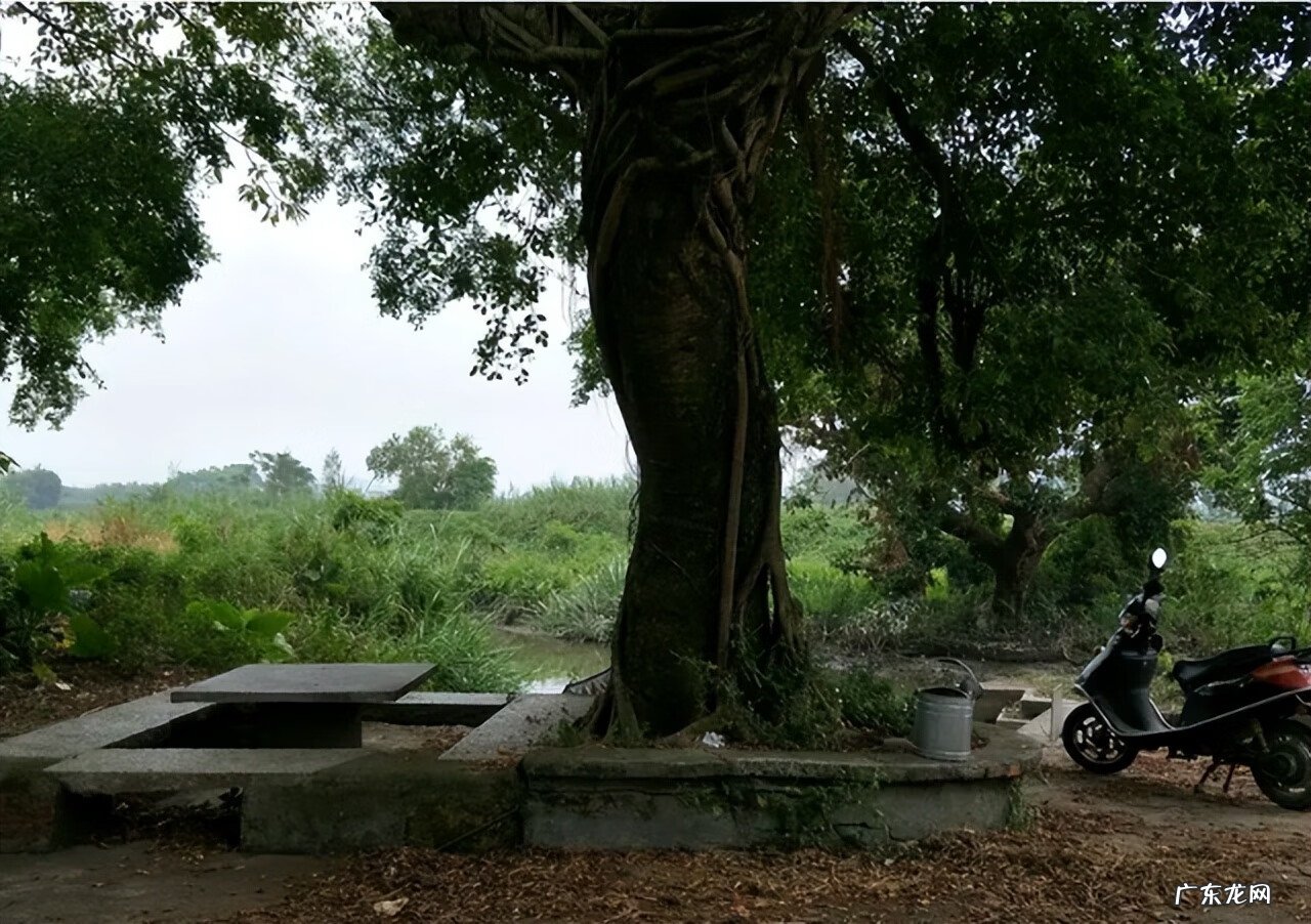 树锯了树根留着风水 家里的树砍了 风水