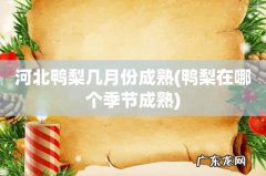 鸭梨在哪个季节成熟 河北鸭梨几月份成熟