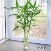 元宝树开花的寓意风水 元宝树和发财树哪个好养