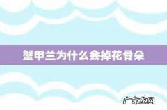 蟹甲兰为什么会掉花骨朵
