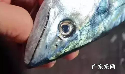 鲅鱼的做法 青岛鲅鱼的做法大全