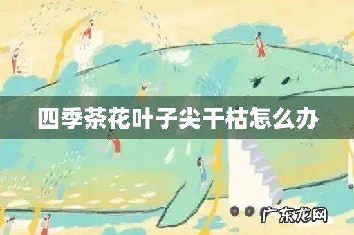 四季茶花叶子尖干枯怎么办