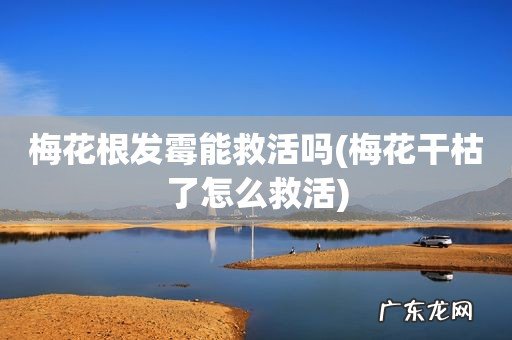 梅花干枯了怎么救活 梅花根发霉能救活吗
