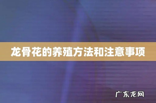 龙骨花的养殖方法和注意事项