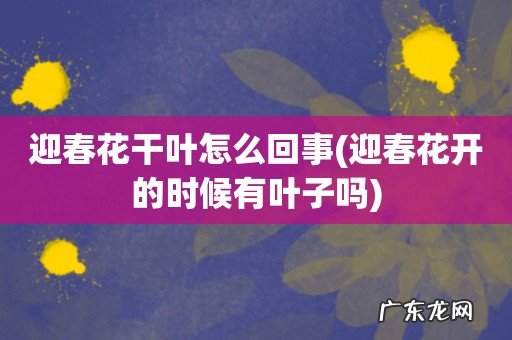 迎春花开的时候有叶子吗 迎春花干叶怎么回事