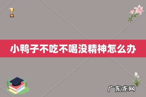 小鸭子不吃不喝没精神怎么办