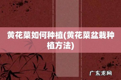 黄花菜盆栽种植方法 黄花菜如何种植