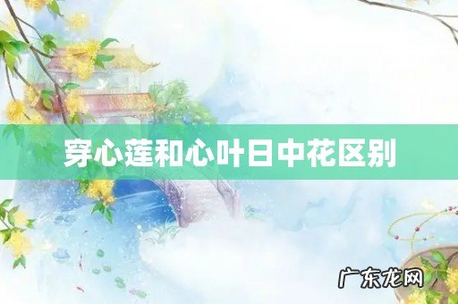 穿心莲和心叶日中花区别