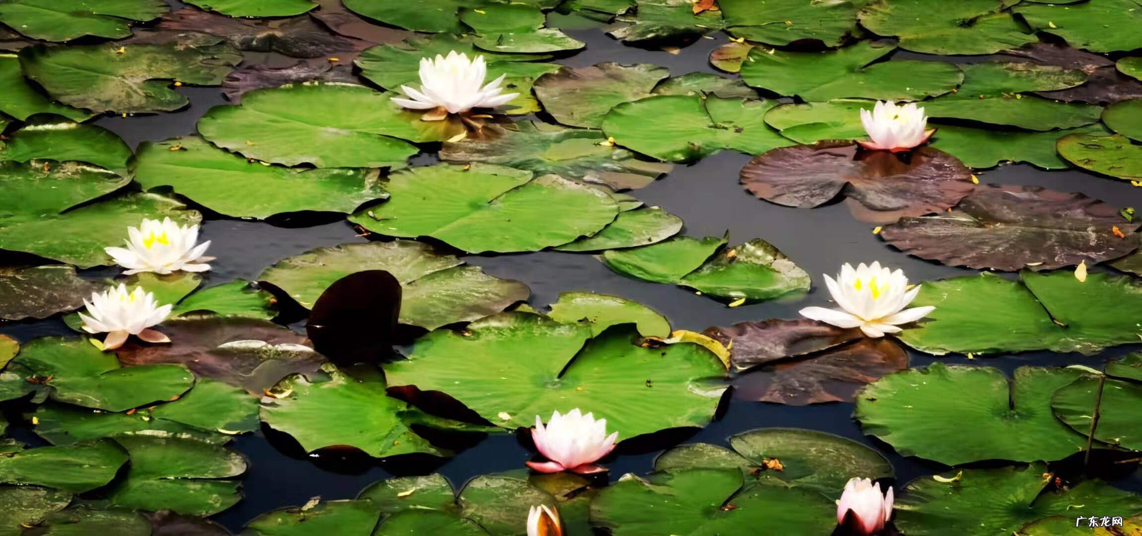西南方是水井怎么化解 南风井风水