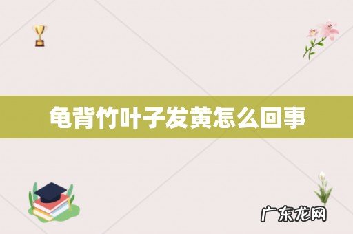 龟背竹叶子发黄怎么回事