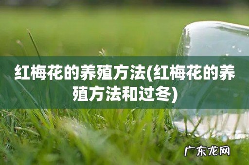 红梅花的养殖方法和过冬 红梅花的养殖方法