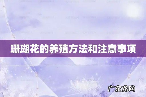 珊瑚花的养殖方法和注意事项