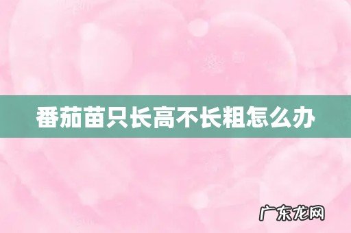 番茄苗只长高不长粗怎么办