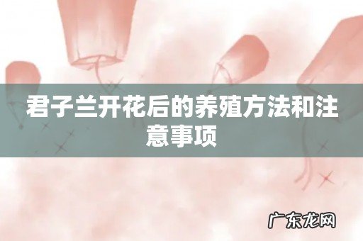 君子兰开花后的养殖方法和注意事项