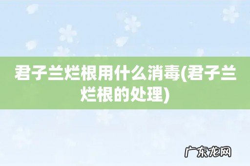 君子兰烂根的处理 君子兰烂根用什么消毒