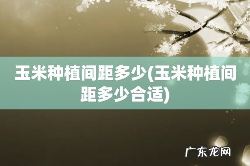 玉米种植间距多少合适 玉米种植间距多少